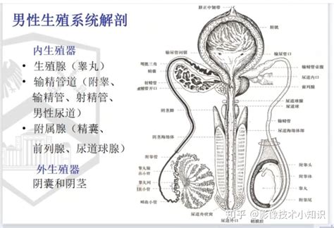 男性性器官|男性生殖系統